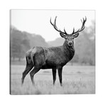 Proud Deer // PhotoINC Studio