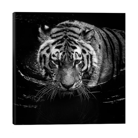 Tiger In Water, Black & White // Lukas Holas (26"W x 26"H x 1.5"D)