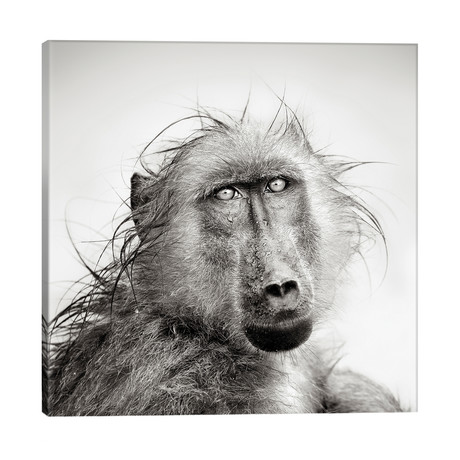 Wet Baboon Portrait // Johan Swanepoel (26"W x 26"H x 1.5"D)