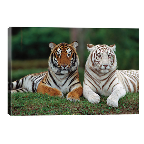 Bengal Tiger Pair, One With Normal Coloration And Other Is A White Morph, India // Konrad Wothe