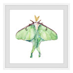 Luna Moth // Framed Painting Print (12"W x 12"H x 1.5"D)