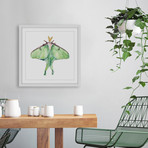 Luna Moth // Framed Painting Print (12"W x 12"H x 1.5"D)