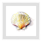 Sea Scallop // Framed Painting Print (12"W x 12"H x 1.5"D)