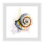 Snail Shell // Framed Painting Print (12"W x 12"H x 1.5"D)