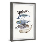 Whale Species v.2 // Framed Painting Print (8"W x 12"H x 1.5"D)