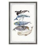 Whale Species v.2 // Framed Painting Print (8"W x 12"H x 1.5"D)