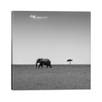 Elephant And The Friendly Cloud... // Ali Khataw (26"W x 26"H x 1.5"D)