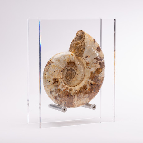Perisphinctes Ammonite + Acrylic Stand // Ver. VII