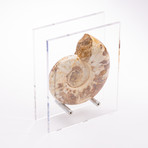 Perisphinctes Ammonite + Acrylic Stand // Ver. VII