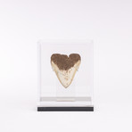 Fossil Megalodon Tooth + Acrylic Box // 4.5"