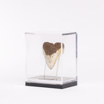 Fossil Megalodon Tooth + Acrylic Box // 4.5"