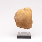Moroccan Stromatolite + Acrylic Stand // Ver. II