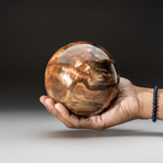 Petrified Wood Sphere + Acrylic Display Stand v.3