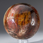 Petrified Wood Sphere + Acrylic Display Stand v.2