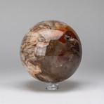 Petrified Wood Sphere + Acrylic Display Stand v.1