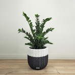 Basket // Large (Beige)