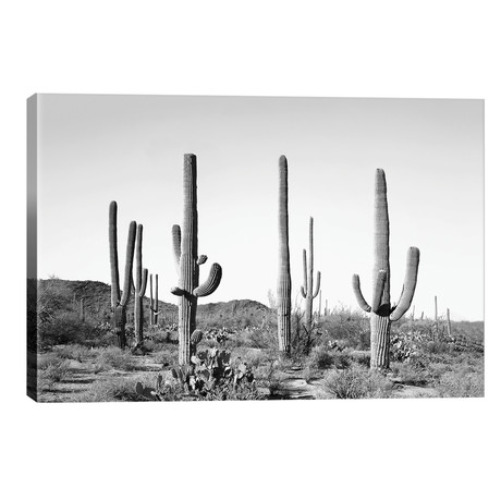 Gray Cactus Land // Sisi & Seb (40"W x 26"H x 1.5"D)