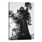 Sequoia National Park IX // Bethany Young (26"W x 40"H x 1.5"D)