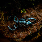 Silver Scorpion // Pendant // Silver