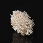 Natural Birds Nest Coral