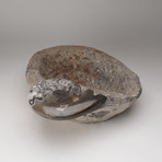 Fossilized Ammonite Bowl