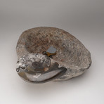 Fossilized Ammonite Bowl