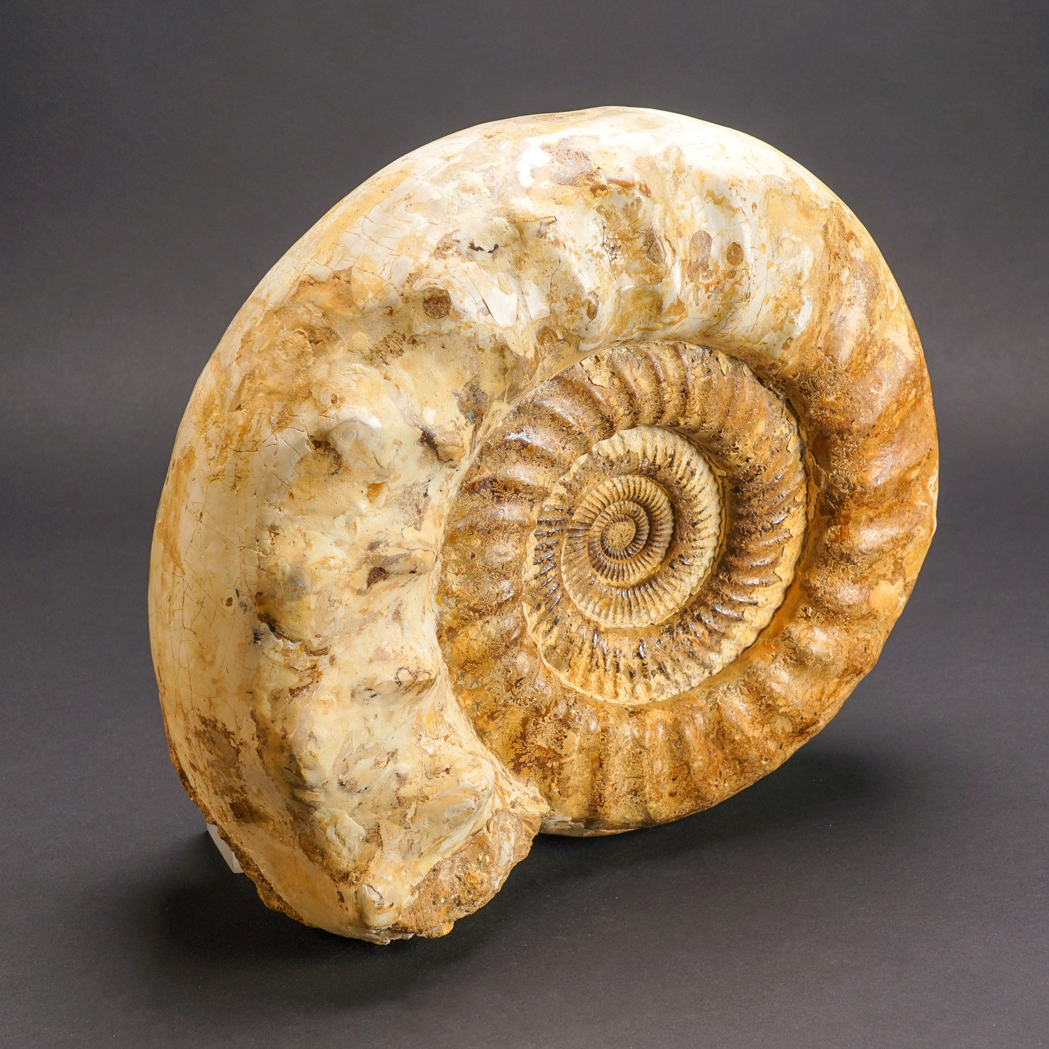 Giant Ammonite Fossil - Astro Gallery - Touch of Modern