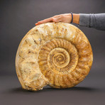 Giant Ammonite Fossil