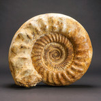Giant Ammonite Fossil