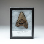 Megalodon Shark Tooth + Display Box v.2 // 4.5" Tooth