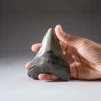 Megalodon Shark Tooth + Display Box v.3 // 4.5" Tooth