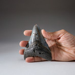 Megalodon Shark Tooth + Display Box v.1 // 4" Tooth