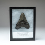 Megalodon Shark Tooth + Display Box v.3 // 4.5" Tooth