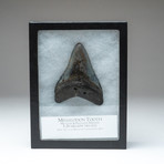 Megalodon Shark Tooth + Display Box v.1 // 4" Tooth