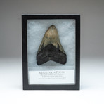 Megalodon Shark Tooth + Display Box v.1 // 4.5" Tooth