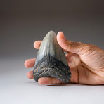 Megalodon Shark Tooth + Display Box v.2 // 4" Tooth