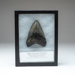 Megalodon Shark Tooth + Display Box v.2 // 4" Tooth