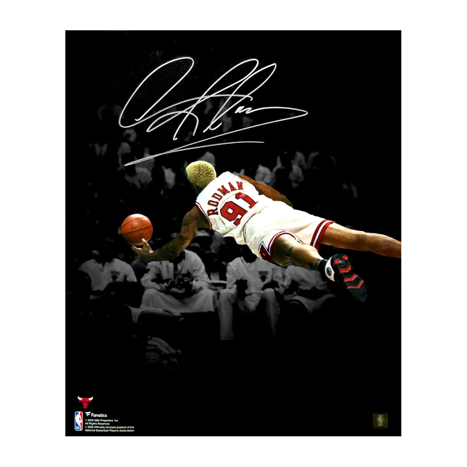 Dennis Rodman Signed Chicago Bulls Diving Spotlight 16x20 Photo - Schwartz  Authenticated