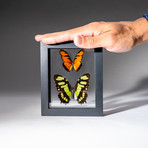 2 Genuine Butterflies + Display Frame v.3