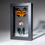 3 Genuine Butterflies + Black Display Frame v.1