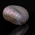 Genuine Pearl Clam