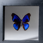 Large // Single Genuine Eunica Alpais Butterfly + Natural Display Frame