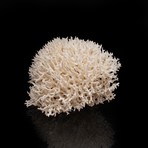 Natural Birds Nest Coral v.1