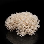 Natural Birds Nest Coral v.1