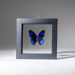 Large // Single Genuine Eunica Alpais Butterfly + Natural Display Frame