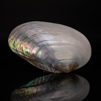 Genuine Pearl Clam