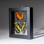 2 Genuine Butterflies + Display Frame v.3