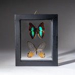 2 Genuine Butterflies + Display Frame v.1