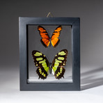 2 Genuine Butterflies + Display Frame v.3