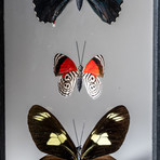 3 Genuine Butterflies + Black Display Frame v.3
